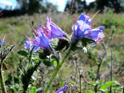 Gewöhnlicher Natternkopf (Echium vulgare) im Naturschutzgebiet Gewann Frankreich-Wiesental