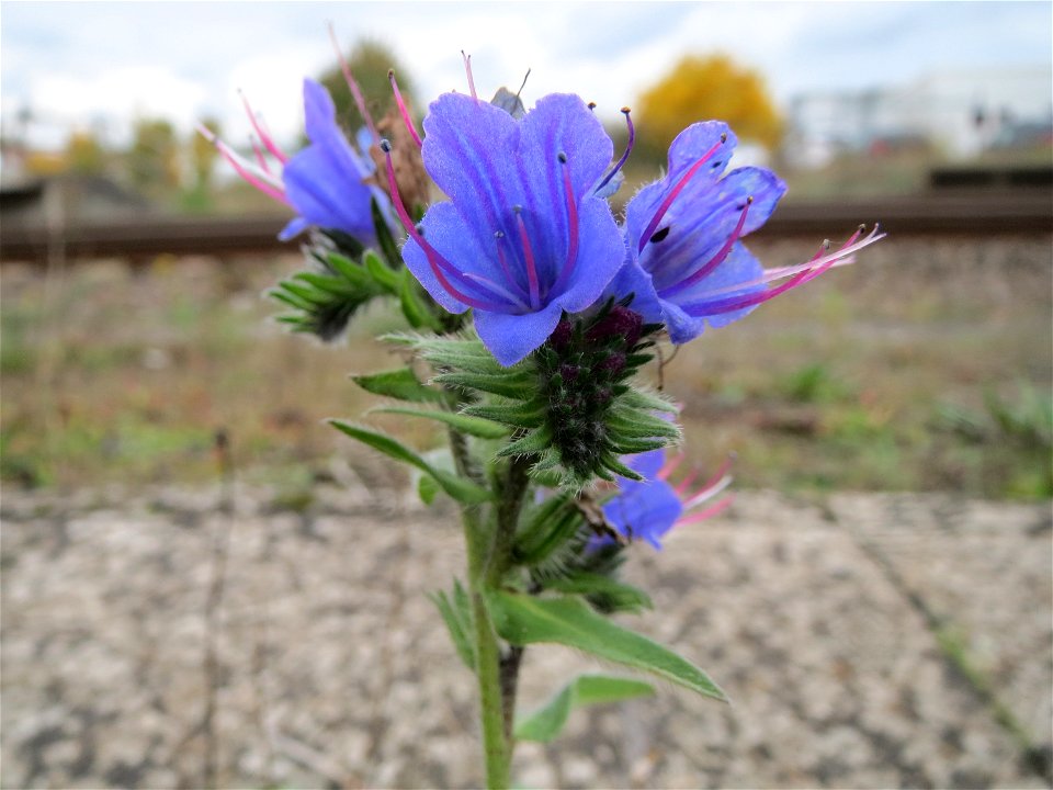 Gewöhnlicher Natternkopf (Echium vulgare) in Bruchmühlbach-Miesau