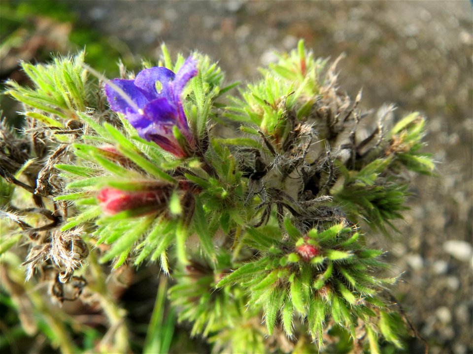Gewöhnlicher Natternkopf (Echium vulgare) in Hockenheim