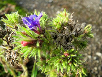 Gewöhnlicher Natternkopf (Echium vulgare) in Hockenheim