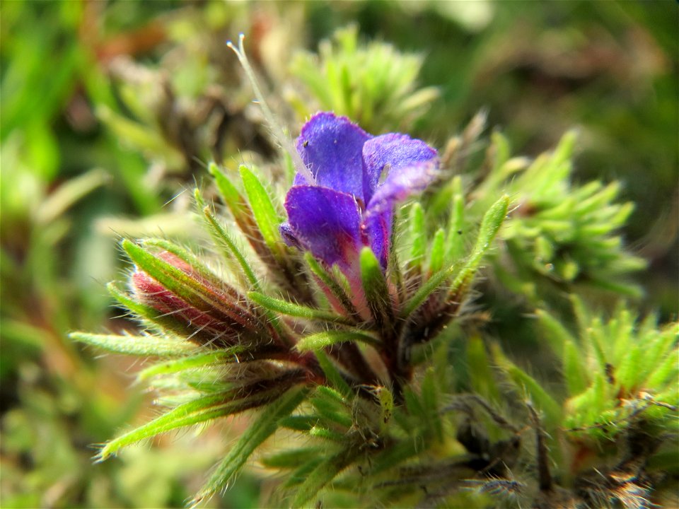 Gewöhnlicher Natternkopf (Echium vulgare) in Hockenheim