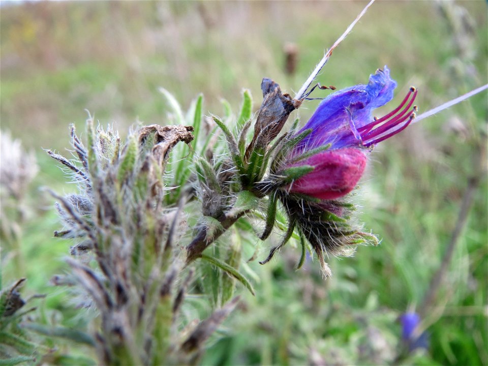 Gewöhnlicher Natternkopf (Echium vulgare) bei Reilingen