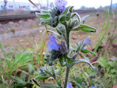 Gewöhnlicher Natternkopf (Echium vulgare) am Bahnhof Bruchmühlbach-Miesau