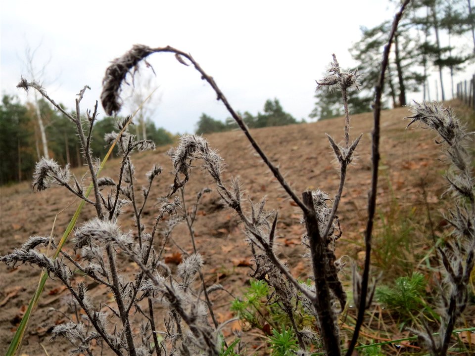 Gewöhnlicher Natternkopf (Echium vulgare) im Naturschutzgebiet Hirschacker und Dossenwald