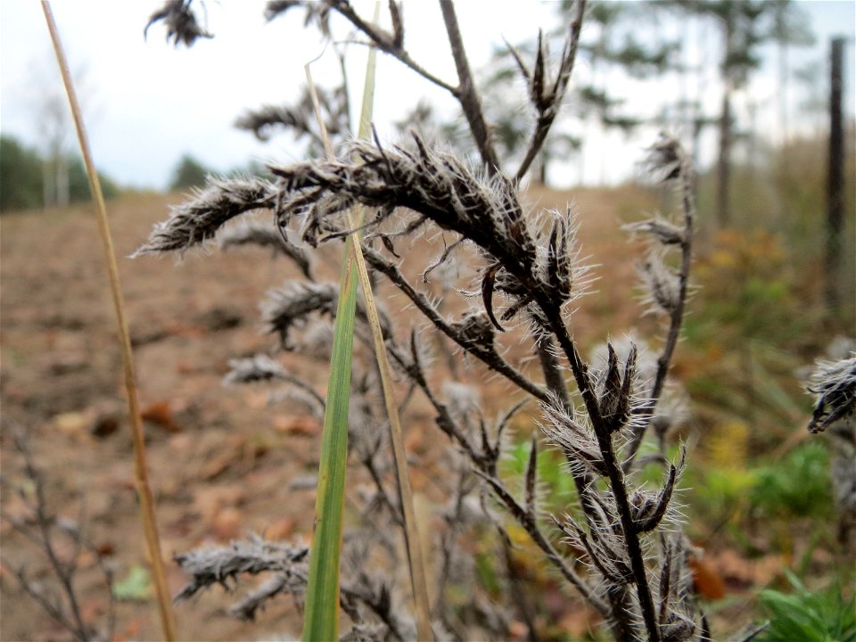 Gewöhnlicher Natternkopf (Echium vulgare) im Naturschutzgebiet Hirschacker und Dossenwald