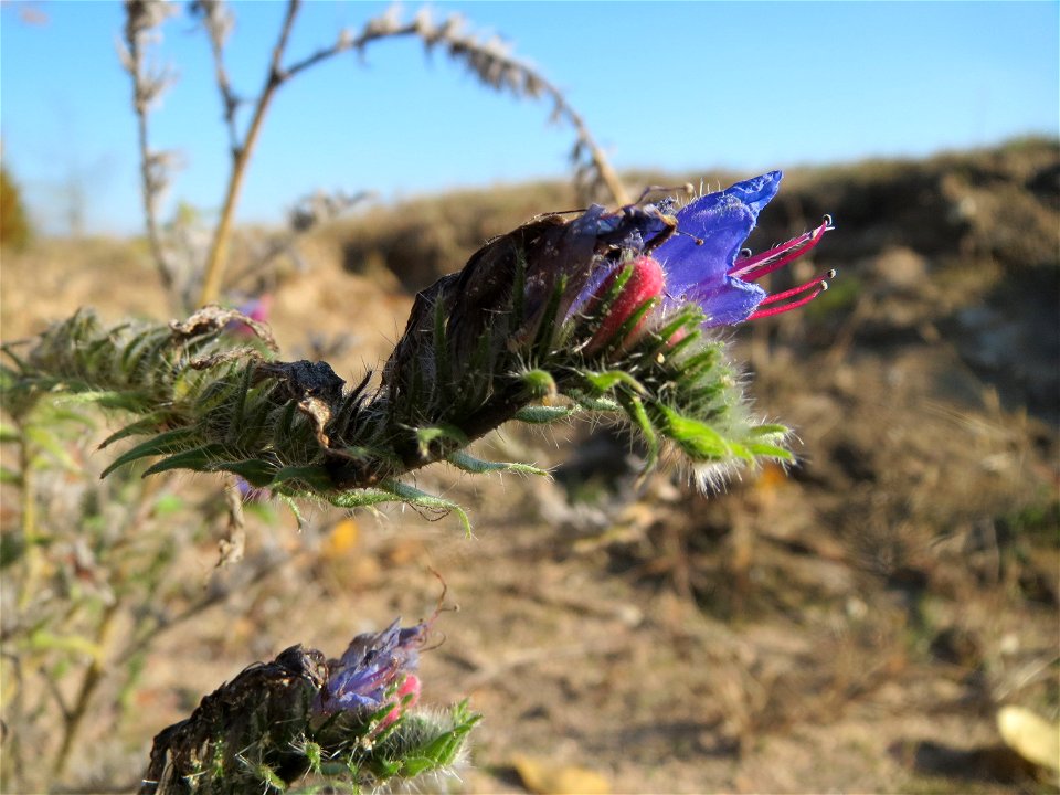Gewöhnlicher Natternkopf (Echium vulgare) bei Walldorf (Baden)