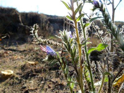 Gewöhnlicher Natternkopf (Echium vulgare) bei Walldorf (Baden)