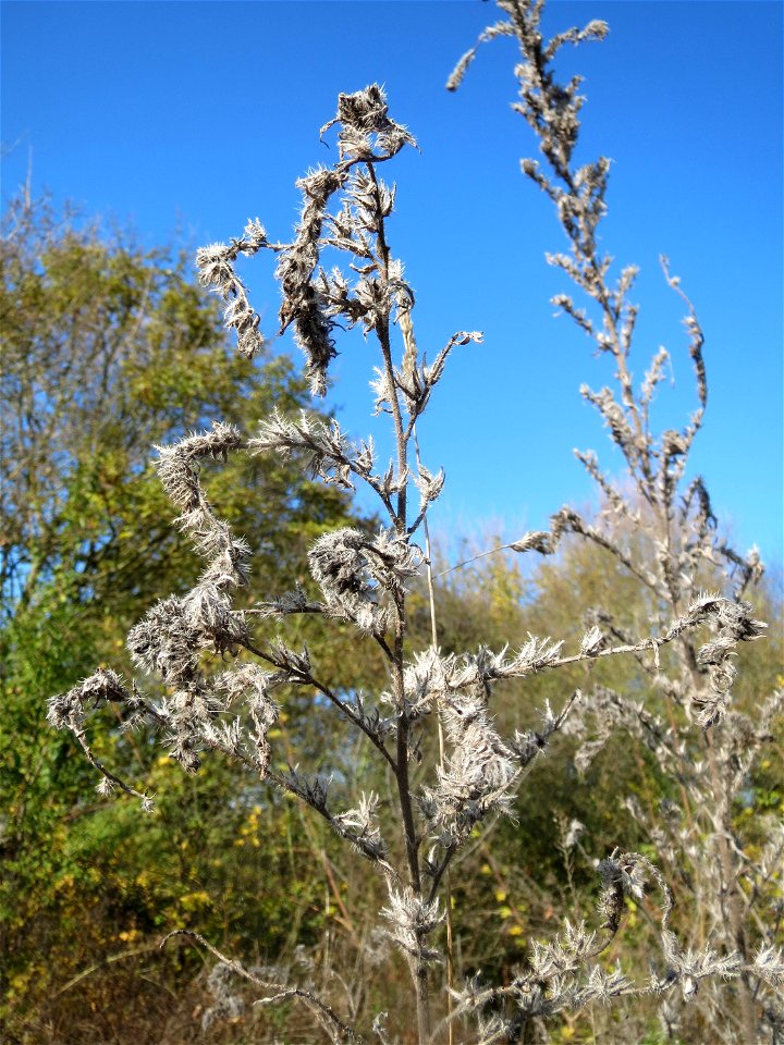 Gewöhnlicher Natternkopf (Echium vulgare) bei Walldorf (Baden)