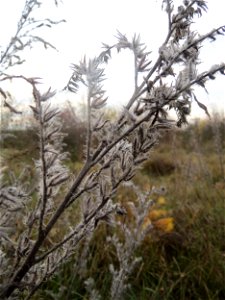 Mumienbotanik: Gewöhnlicher Natternkopf (Echium vulgare) in Hockenheim