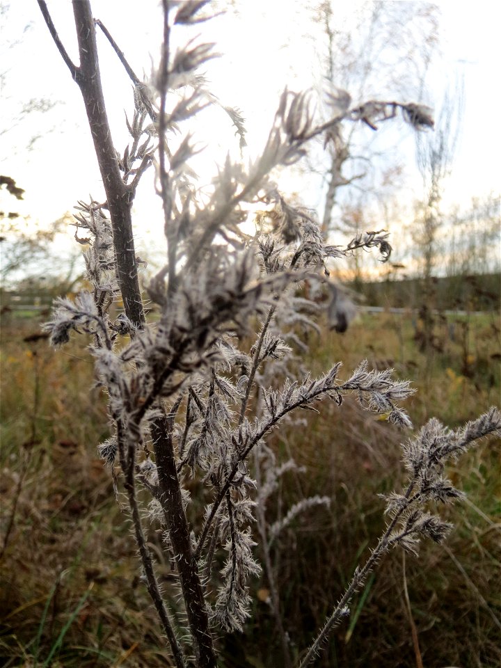 Mumienbotanik: Gewöhnlicher Natternkopf (Echium vulgare) in Hockenheim