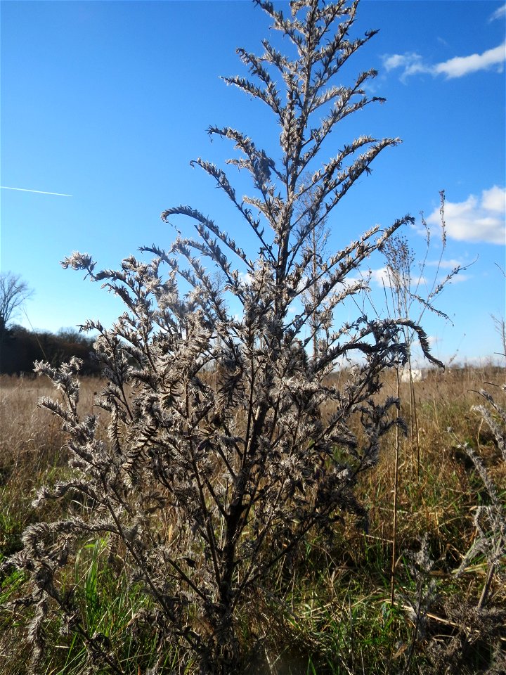 Mumienbotanik: Gewöhnlicher Natternkopf (Echium vulgare) auf einem kleinen Sandtrockenrasen-Biotop bei Neulußheim (Gemarkung Altlußheim)