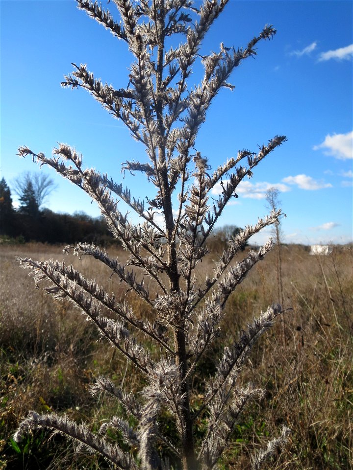 Mumienbotanik: Gewöhnlicher Natternkopf (Echium vulgare) auf einem kleinen Sandtrockenrasen-Biotop bei Neulußheim (Gemarkung Altlußheim)