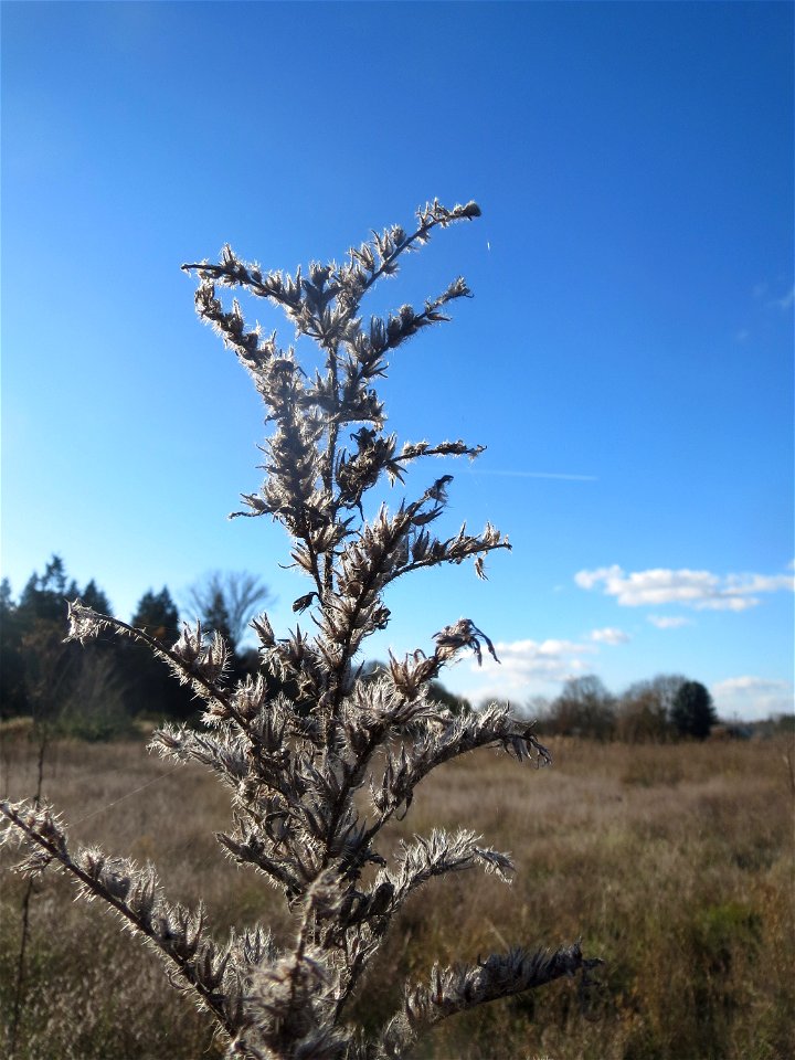 Mumienbotanik: Gewöhnlicher Natternkopf (Echium vulgare) auf einem kleinen Sandtrockenrasen-Biotop bei Neulußheim (Gemarkung Altlußheim)
