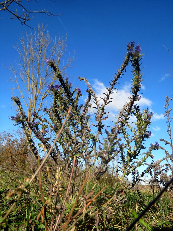 Gewöhnlicher Natternkopf (Echium vulgare) bei Neulußheim (Gemarkung Altlußheim)