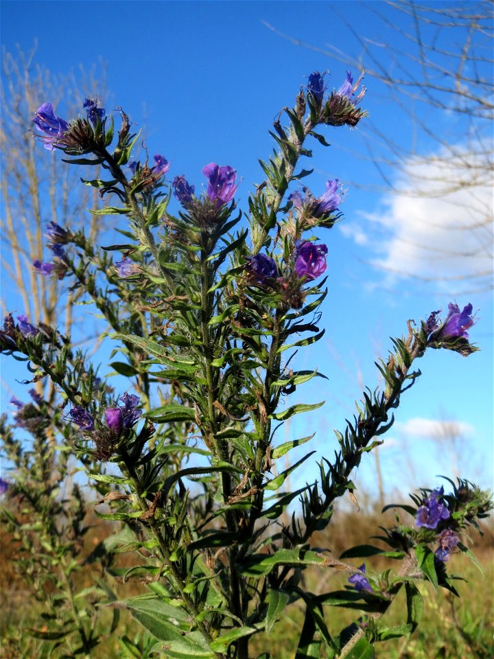 Gewöhnlicher Natternkopf (Echium vulgare) bei Neulußheim (Gemarkung Altlußheim)