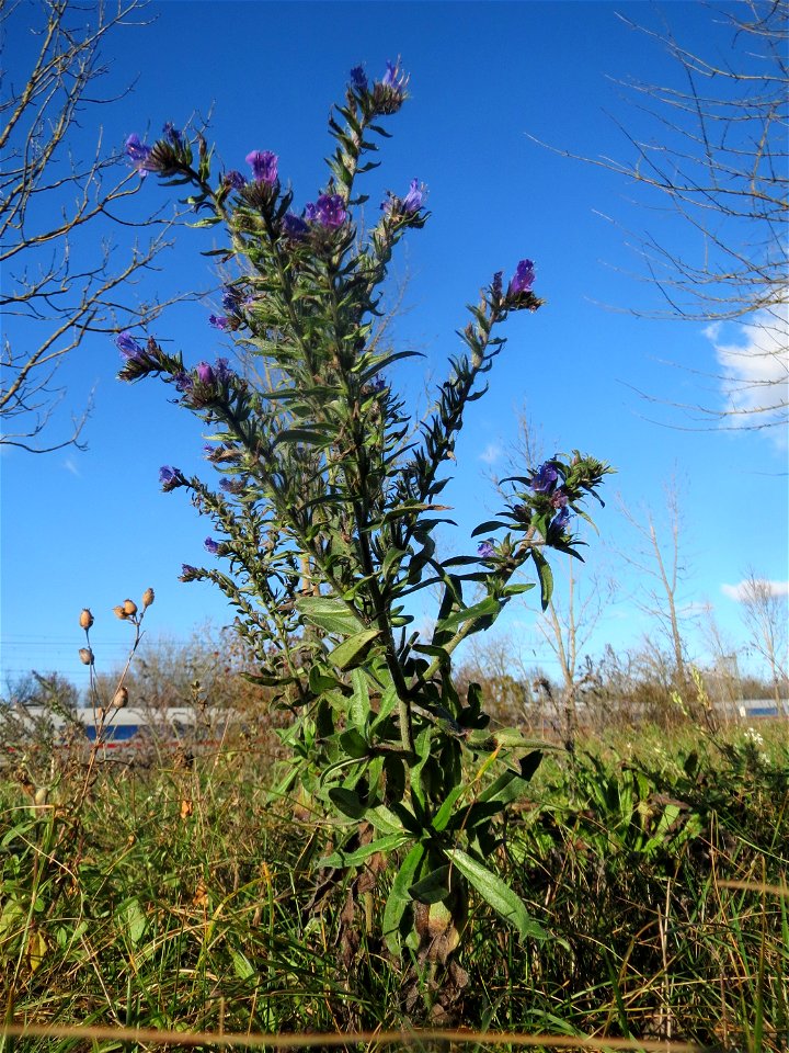 Gewöhnlicher Natternkopf (Echium vulgare) bei Neulußheim (Gemarkung Altlußheim)