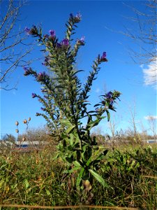 Gewöhnlicher Natternkopf (Echium vulgare) bei Neulußheim (Gemarkung Altlußheim)