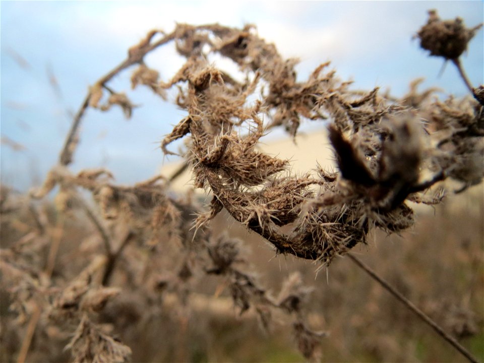 Gewöhnlicher Natternkopf (Echium vulgare) auf einer Ruderalfläche in Hockenheim-Talhaus