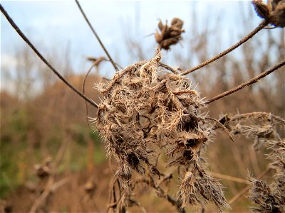 Gewöhnlicher Natternkopf (Echium vulgare) und Sand-Wegerich (Plantago arenaria) auf einer Ruderalfläche in Hockenheim-Talhaus