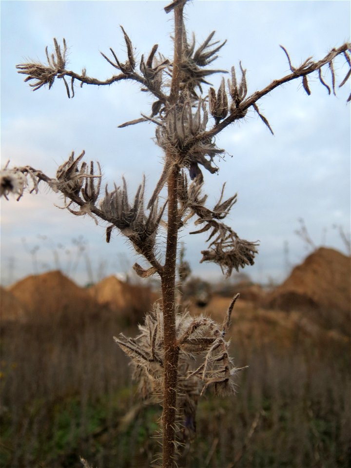 Gewöhnlicher Natternkopf (Echium vulgare) auf einer Ruderalfläche in Hockenheim-Talhaus