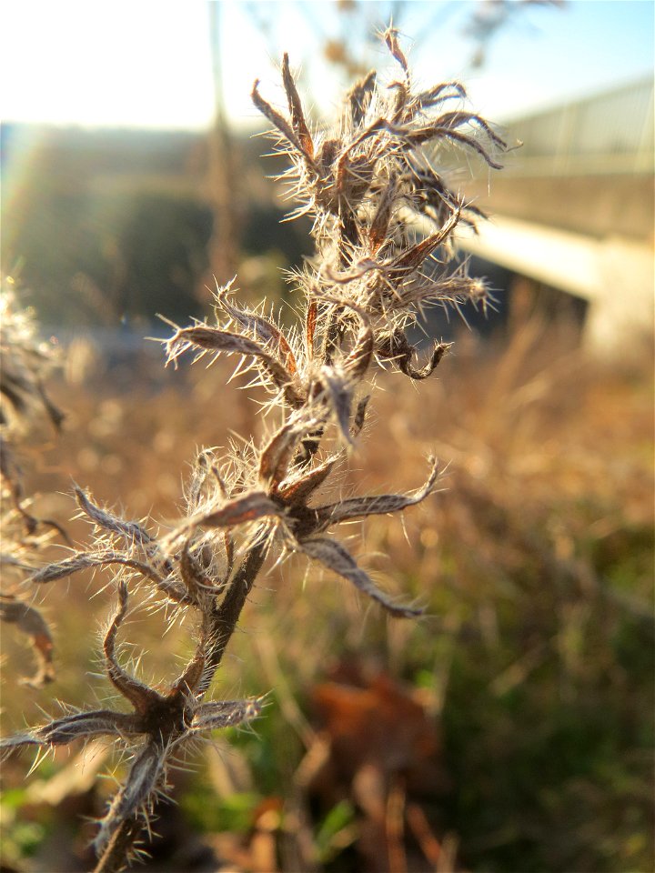 Mumienbotanik: Gewöhnlicher Natternkopf (Echium vulgare) bei Reilingen