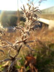 Mumienbotanik: Gewöhnlicher Natternkopf (Echium vulgare) bei Reilingen