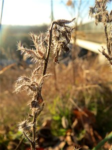 Mumienbotanik: Gewöhnlicher Natternkopf (Echium vulgare) bei Reilingen