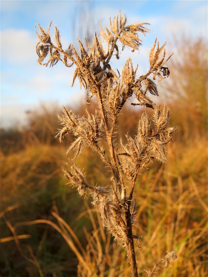 Mumienbotanik: Gewöhnlicher Natternkopf (Echium vulgare) in Hockenheim, dieses auf Sand-Trockenrasen häufige Raublattgewächs blüth von Mai bis Oktober. Im Spätherbst und Winter findet man nur noch ver