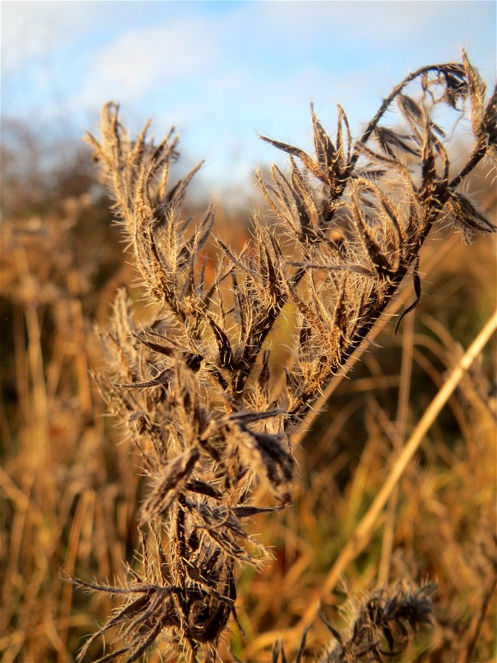 Mumienbotanik: Gewöhnlicher Natternkopf (Echium vulgare) in Hockenheim, dieses auf Sand-Trockenrasen häufige Raublattgewächs blüth von Mai bis Oktober. Im Spätherbst und Winter findet man nur noch ver