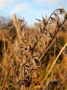 Mumienbotanik: Gewöhnlicher Natternkopf (Echium vulgare) in Hockenheim, dieses auf Sand-Trockenrasen häufige Raublattgewächs blüth von Mai bis Oktober. Im Spätherbst und Winter findet man nur noch ver