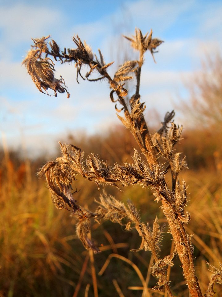 Mumienbotanik: Gewöhnlicher Natternkopf (Echium vulgare) in Hockenheim, dieses auf Sand-Trockenrasen häufige Raublattgewächs blüth von Mai bis Oktober. Im Spätherbst und Winter findet man nur noch ver