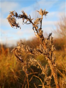 Mumienbotanik: Gewöhnlicher Natternkopf (Echium vulgare) in Hockenheim, dieses auf Sand-Trockenrasen häufige Raublattgewächs blüth von Mai bis Oktober. Im Spätherbst und Winter findet man nur noch ver