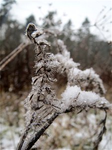 Gewöhnlicher Natternkopf (Echium vulgare) im Schwetzinger Hardt - an der Bahnstrecke Mannheim-Karlsruhe findet sich ein kleines Sandmagerrasen-Biotop mit typischer Binnendünen-Vegetation