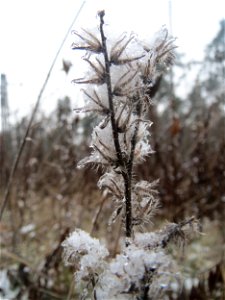 Gewöhnlicher Natternkopf (Echium vulgare) im Schwetzinger Hardt - an der Bahnstrecke Mannheim-Karlsruhe findet sich ein kleines Sandmagerrasen-Biotop mit typischer Binnendünen-Vegetation