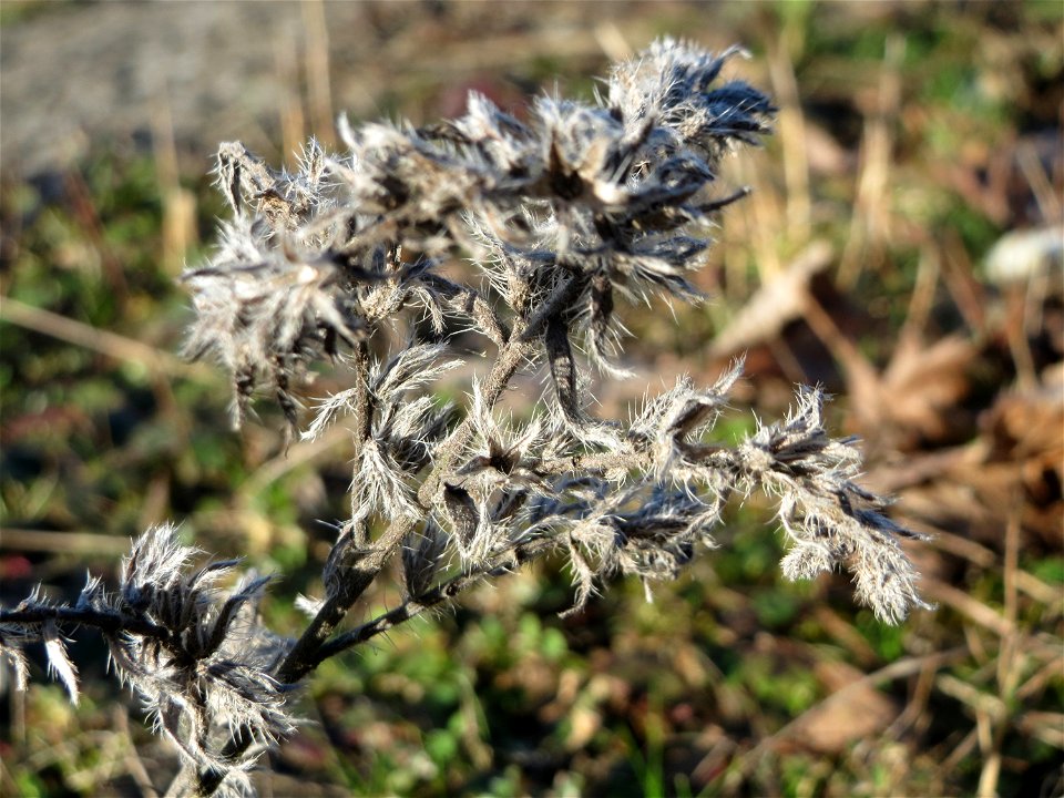 Gewöhnlicher Natternkopf (Echium vulgare) am Bahnhof Bruchmühlbach-Miesau