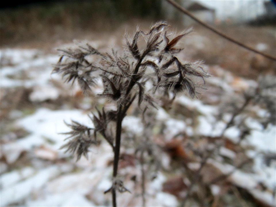 Gewöhnlicher Natternkopf (Echium vulgare) am Bahnhof Bruchmühlbach-Miesau