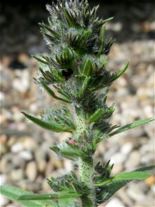 Gewöhnlicher Natternkopf (Echium vulgare) in Bruchmühlbach-Miesau