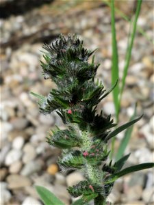 Gewöhnlicher Natternkopf (Echium vulgare) in Bruchmühlbach-Miesau