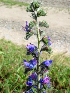 Der erste Natterkopf (Echium vulgare) auf einer Parkplatzwiese in Hockenheim