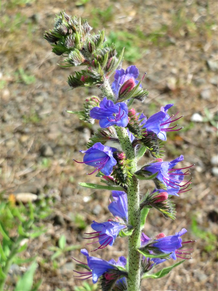 Gewöhnlicher Natternkopf (Echium vulgare) in Bruchmühlbach-Miesau