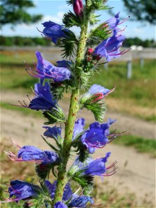 Der erste Natterkopf (Echium vulgare) auf einer Parkplatzwiese in Hockenheim
