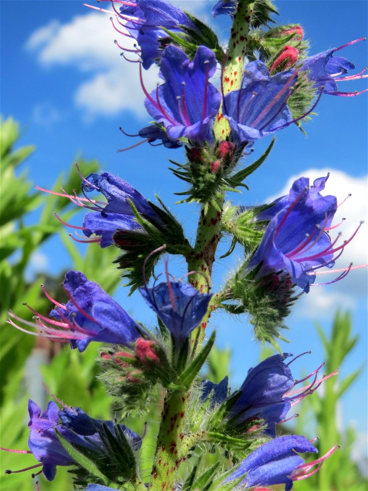 Der erste Natterkopf (Echium vulgare) auf einer Parkplatzwiese in Hockenheim