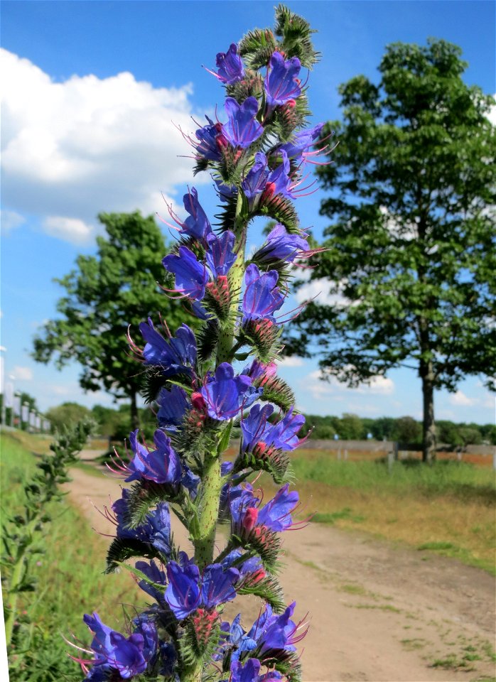 Der erste Natterkopf (Echium vulgare) auf einer Parkplatzwiese in Hockenheim