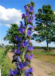 Der erste Natterkopf (Echium vulgare) auf einer Parkplatzwiese in Hockenheim