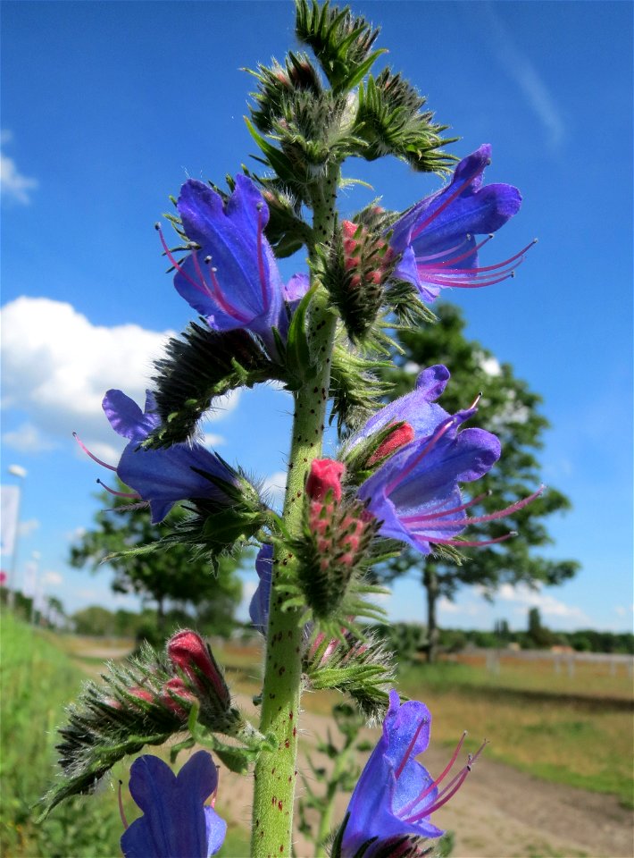 Der erste Natterkopf (Echium vulgare) auf einer Parkplatzwiese in Hockenheim
