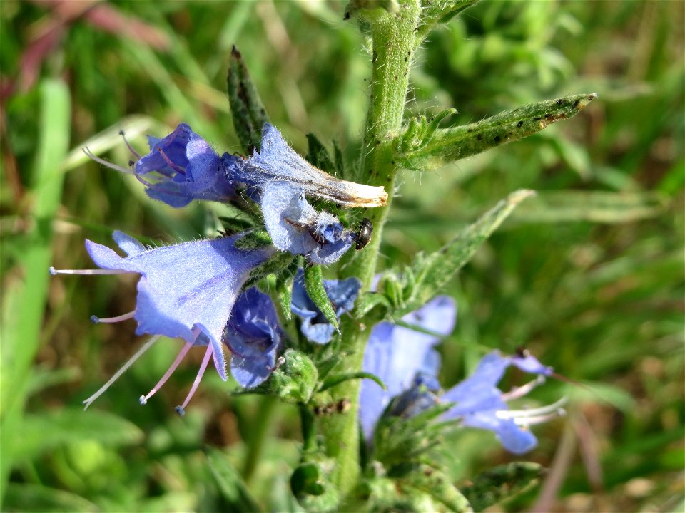 Gewöhnlicher Natterkopf (Echium vulgare) am Bahnhof Brebach in Saarbrücken