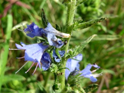 Gewöhnlicher Natterkopf (Echium vulgare) am Bahnhof Brebach in Saarbrücken