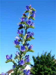 Gewöhnlicher Natternkopf (Echium vulgare) in Bruchmühlbach-Miesau