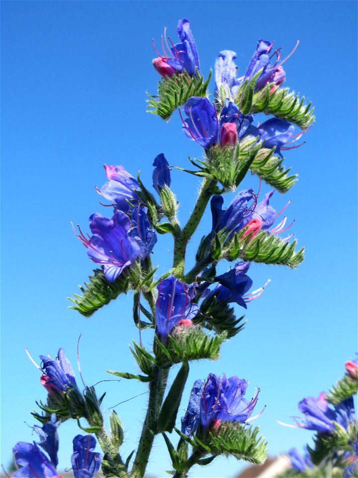 Gewöhnlicher Natternkopf (Echium vulgare) in Bruchmühlbach-Miesau