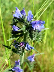 Gewöhnlicher Natternkopf (Echium vulgare) am Bahnhof Landstuhl